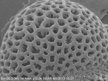 Pollen