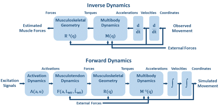 Direct and inverse dynamics.