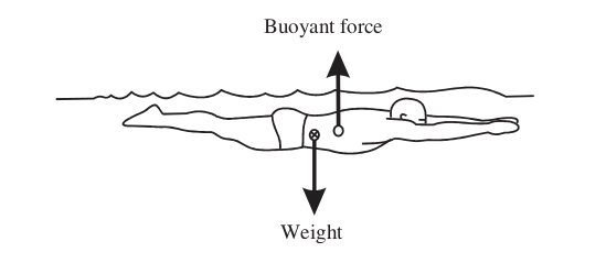 Center of gravity and center of buoyancy.