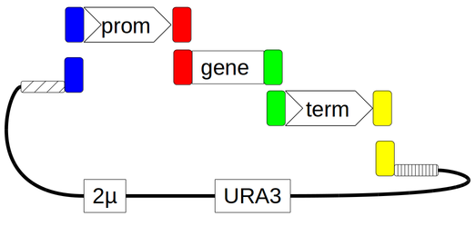 pYPK0_promoter_gene_terminator